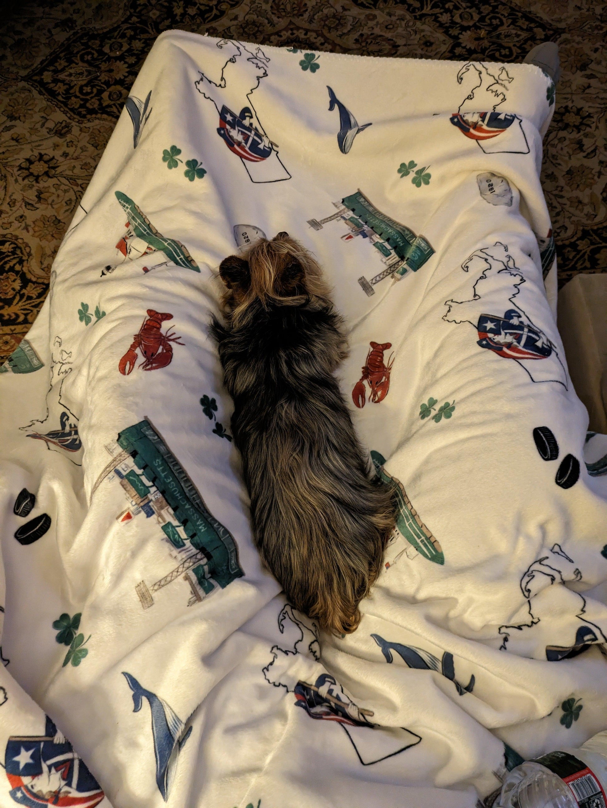 A small dog on a Massachusetts-themed plush throw blanket, 60x80 inches, featuring a lobsters, hockey pucks, shamrocks, Plymouth rock, a whale, a map of Massachusetts, and other iconic elements, vibrant colors.