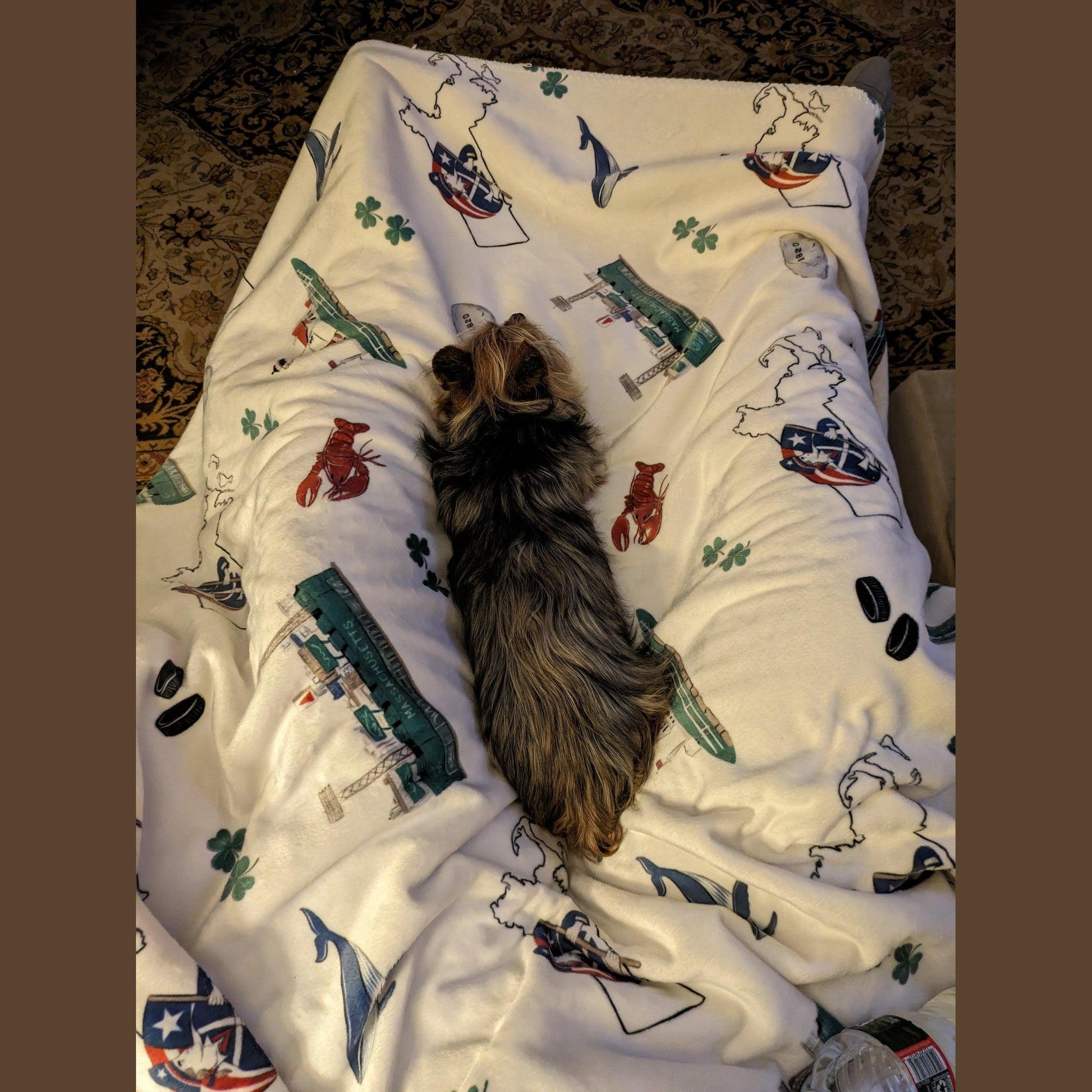 A small dog on a Massachusetts-themed plush throw blanket, 60x80 inches, featuring a lobsters, hockey pucks, shamrocks, Plymouth rock, a whale, a map of Massachusetts, and other iconic elements, vibrant colors.